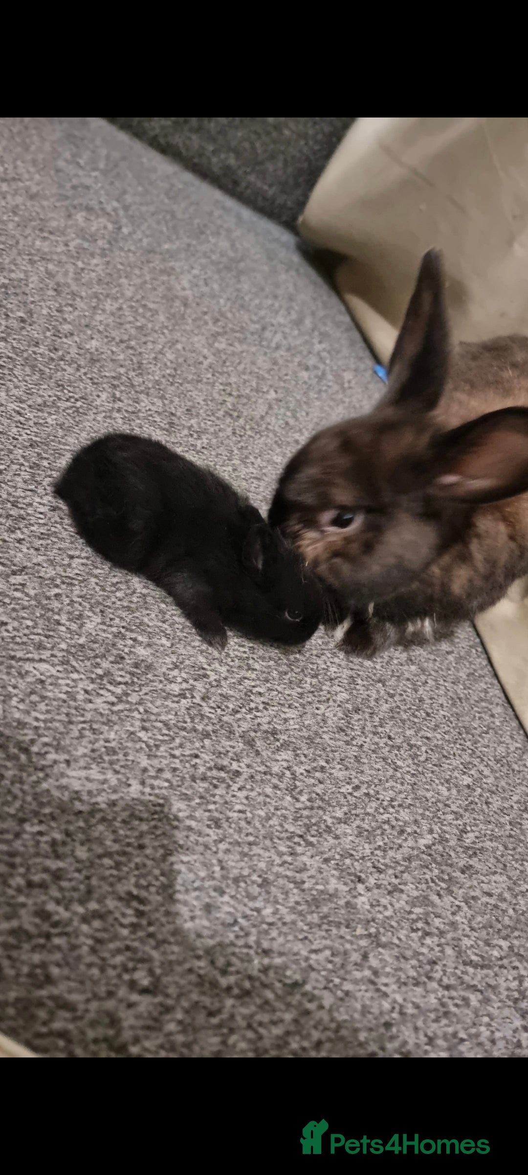 Lionhead rabbits for sale: Set of 3 baby bunnies - Image 5