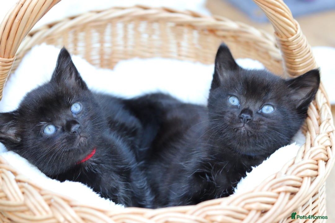 Mixed Breed cats for sale: Adorable Kittens  - Image 20
