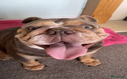 English Bulldog dogs for sale: Female English Bulldog - Image 2
