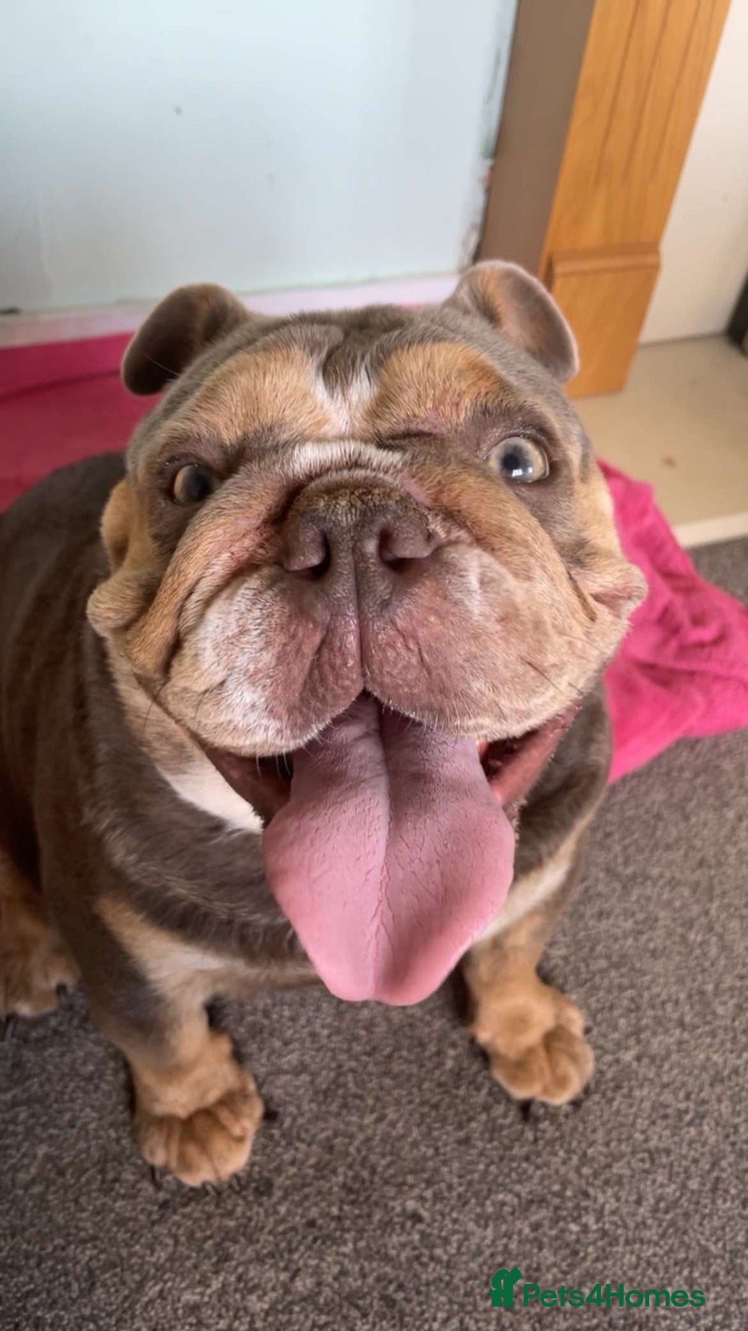 English Bulldog dogs for sale: Female English Bulldog - Image 2