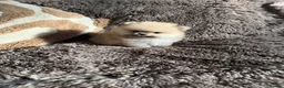Pomeranian dogs for sale: Teddy Bear Pomeranians  - Advert 23