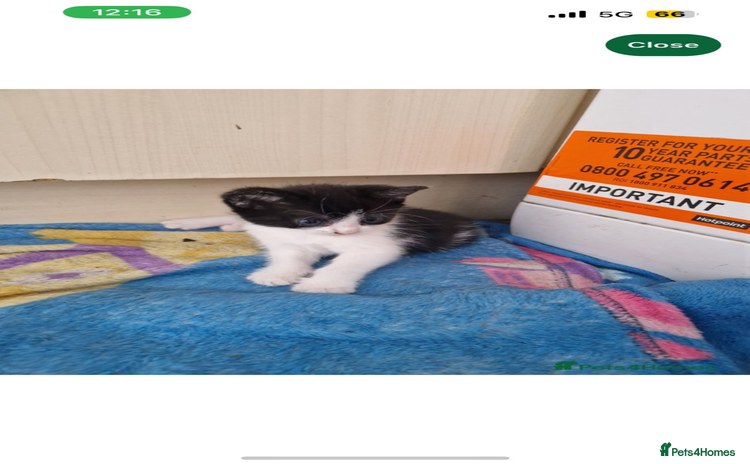 Domestic Shorthair cats - Advert 2