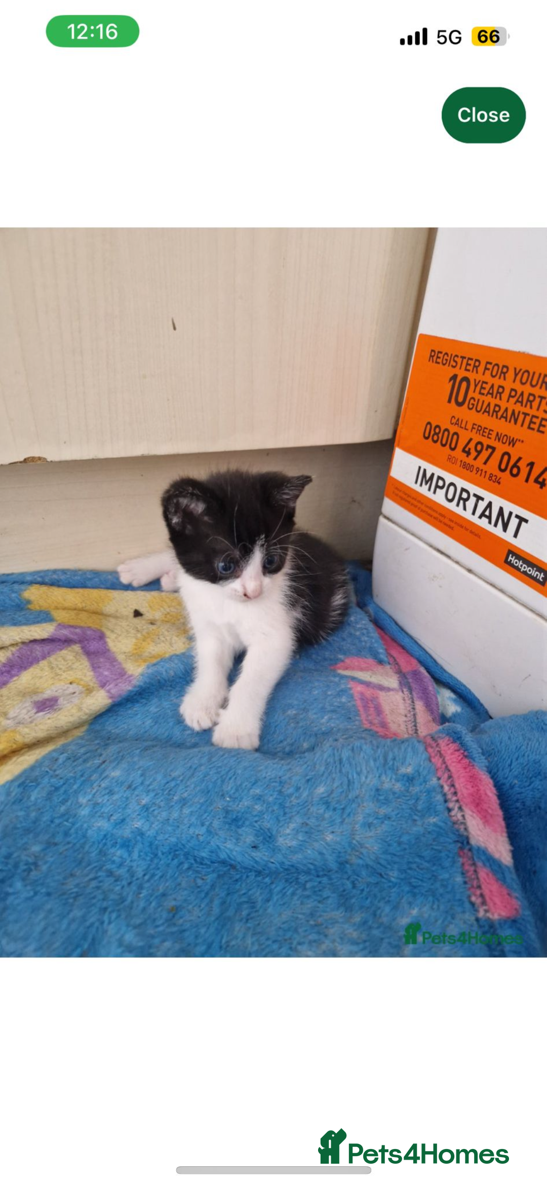 Domestic Shorthair cats for sale: Young Kitten - Image 1