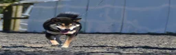 Japanese Shiba Inu dogs for sale: Shiba Inu 2 female puppies ready Friday  - Advert 7