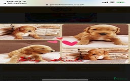 Cavapoo dogs for stud: Extensively Heath Tested Deep Red Min Poodle in Mansfield - Image 19