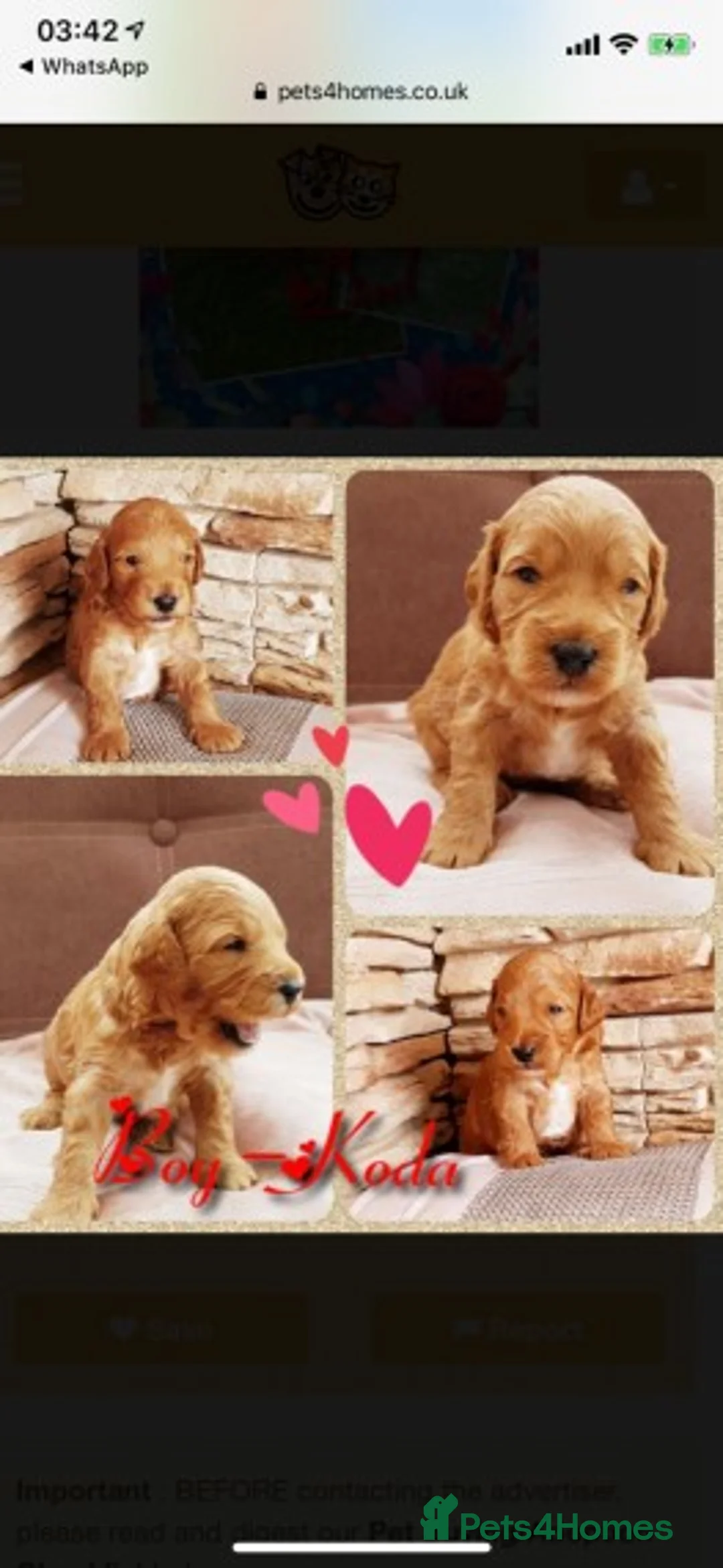 Cavapoo dogs for stud: Extensively Heath Tested Deep Red Min Poodle in Mansfield - Advert 19