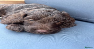 Cockapoo dogs - Advert 10