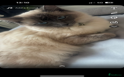 Ragdoll cats for sale: Ragdoll kittens - Image 10