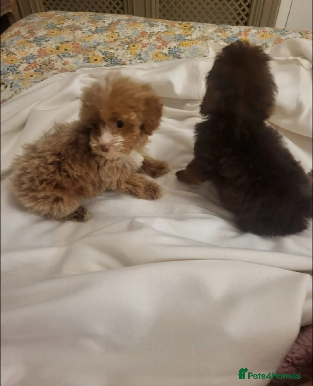 Cavapoo dogs for sale: 4 beautiful fb1 cavapoo puppies for sale!!  - Advert 17