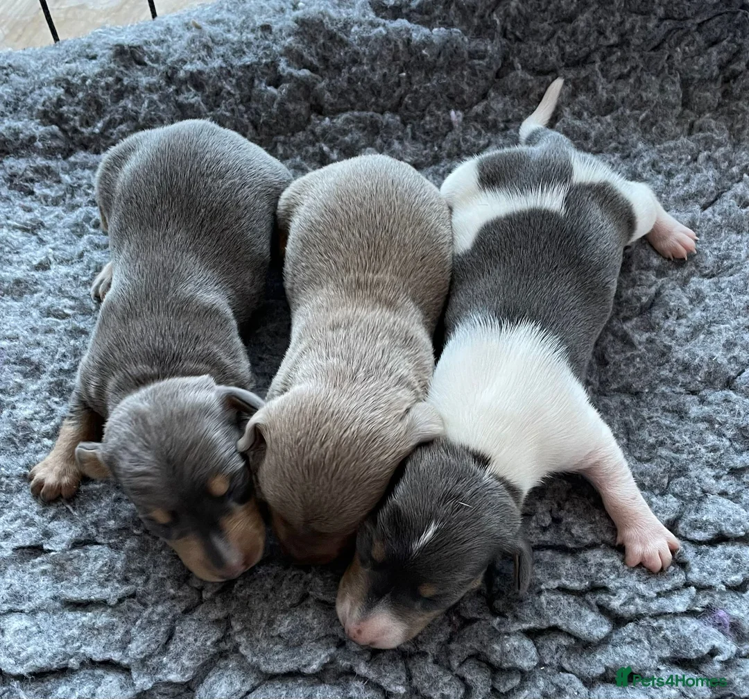 Miniature Dachshund dogs for stud: 🍦ALPHA mini cream Int/Int pied Smooth dachshund ! in Mexborough - Advert 22