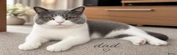 British Shorthair cats for sale: British Shorthair Kittens Looking for Their Homes - Advert 11