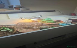 Tortoise reptiles for sale: Horsefield  tortoise  - Image 2