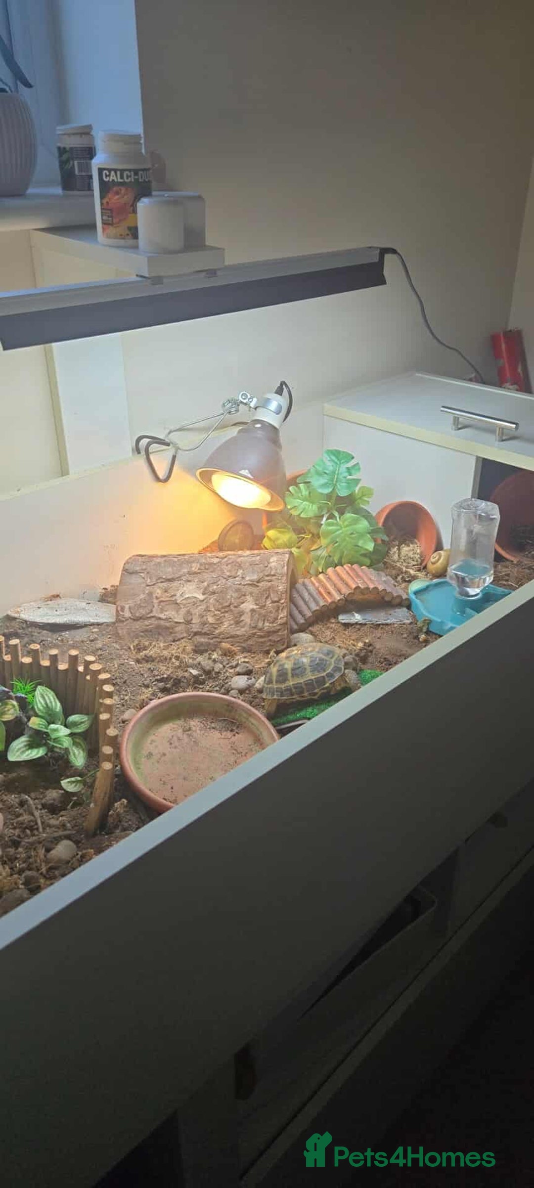 Tortoise reptiles for sale: Horsefield  tortoise  - Image 2