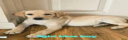 Labrador Retriever dogs for sale: READY NOW!!! KC registered Labrador Retriever  - Advert 28