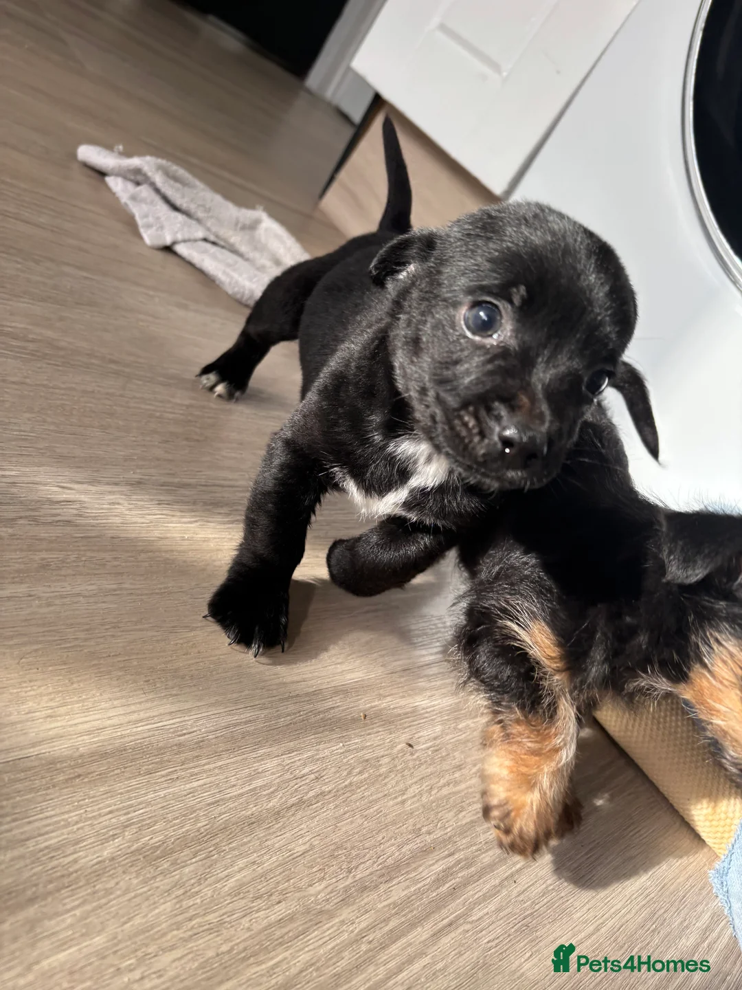 Mixed Breed dogs for sale: 3 beautiful dachshund cross Yorkshire terrier  - Advert 9