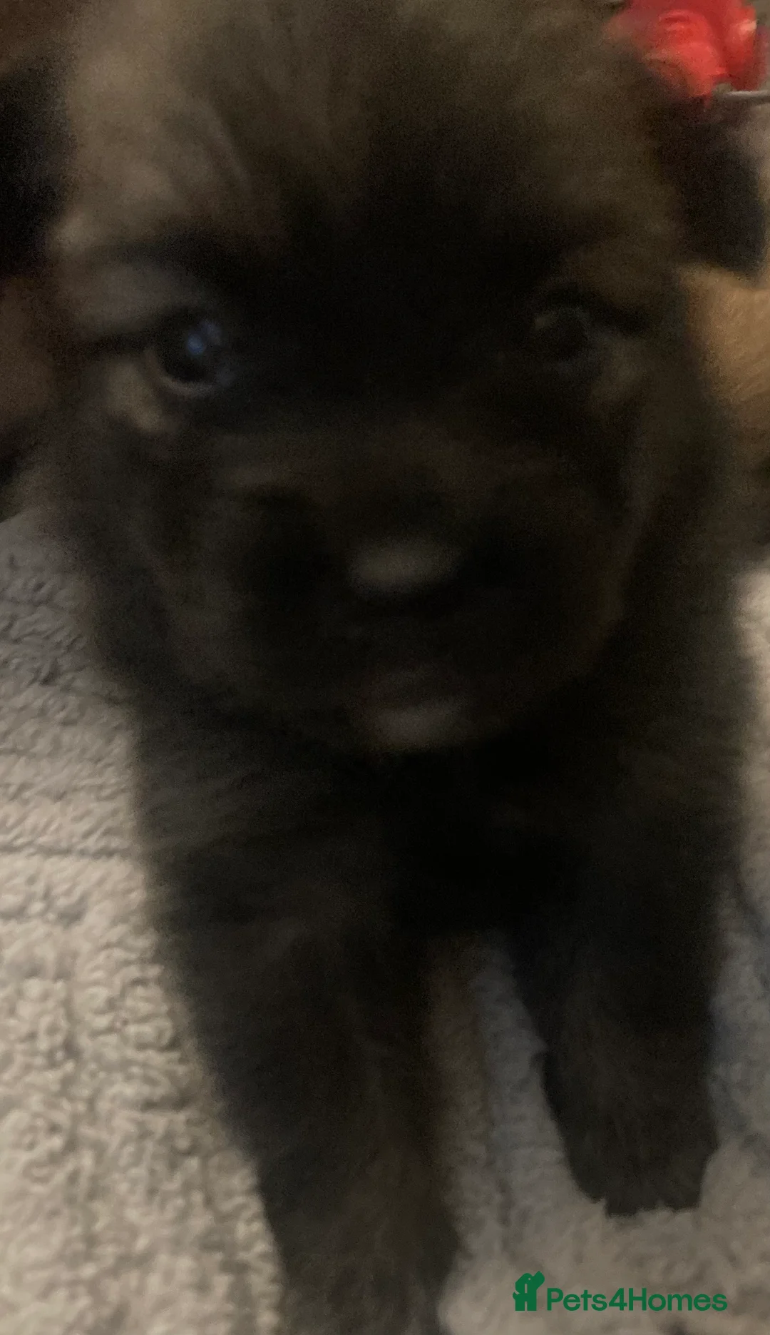 Pomchi dogs for sale: Four beautiful Male Chiuhuaha x Pomeranian puppies - Advert 4