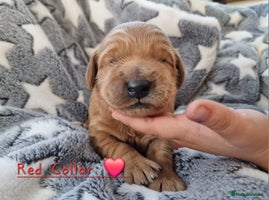 Mini Goldendoodle dogs - Advert 5