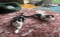 Mixed Breed cats for sale: Bonded Sisters - Image 1