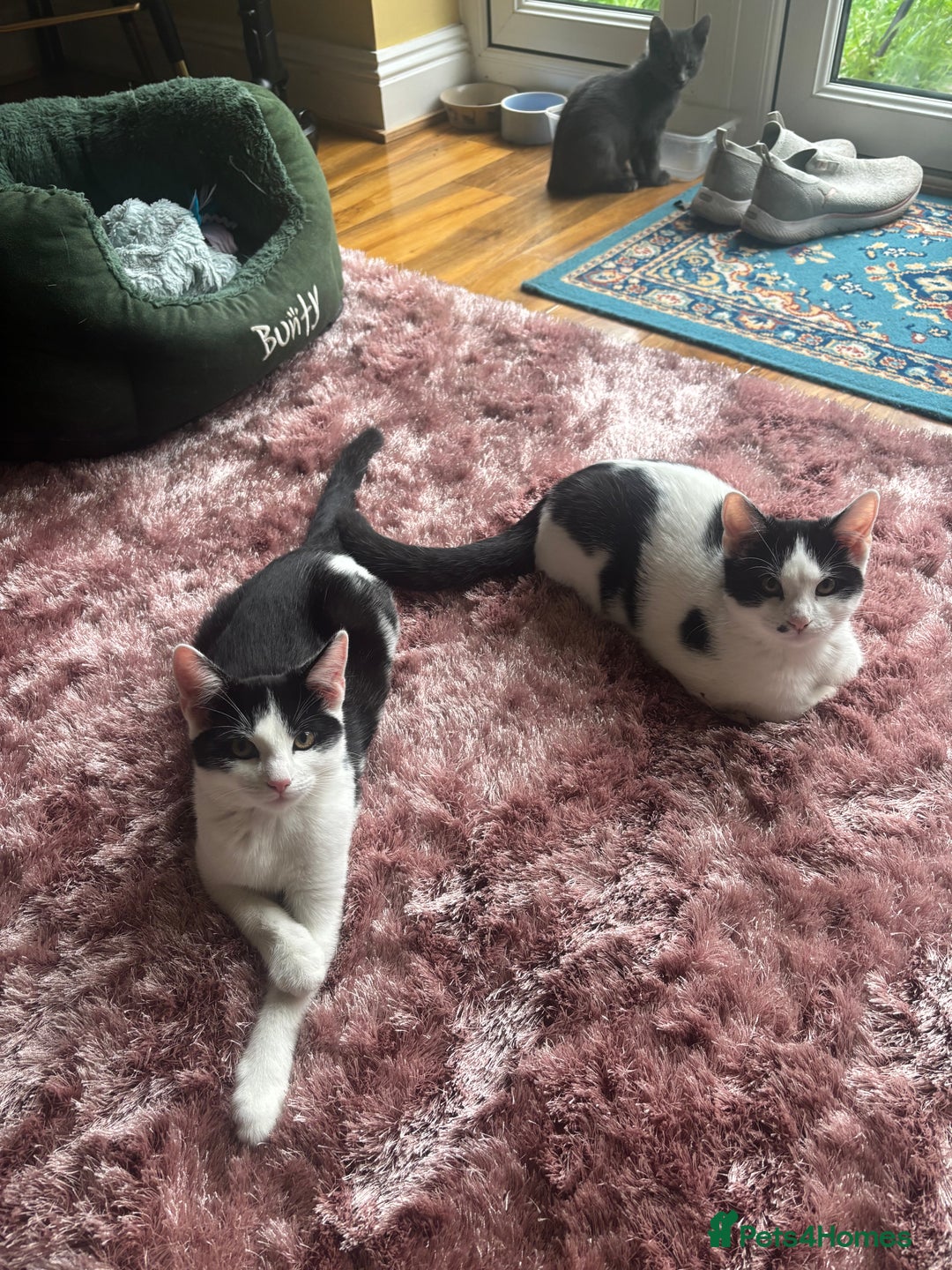 Mixed Breed cats for sale: Bonded Sisters - Image 1