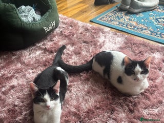 Mixed Breed cats - Advert 1