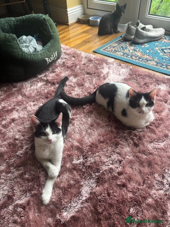 Mixed Breed cats - Advert 7