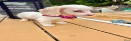 Miniature Dachshund dogs for sale: Piebald & Cream Longhairs  - Advert 3