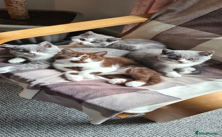 British Shorthair cats - Advert 8