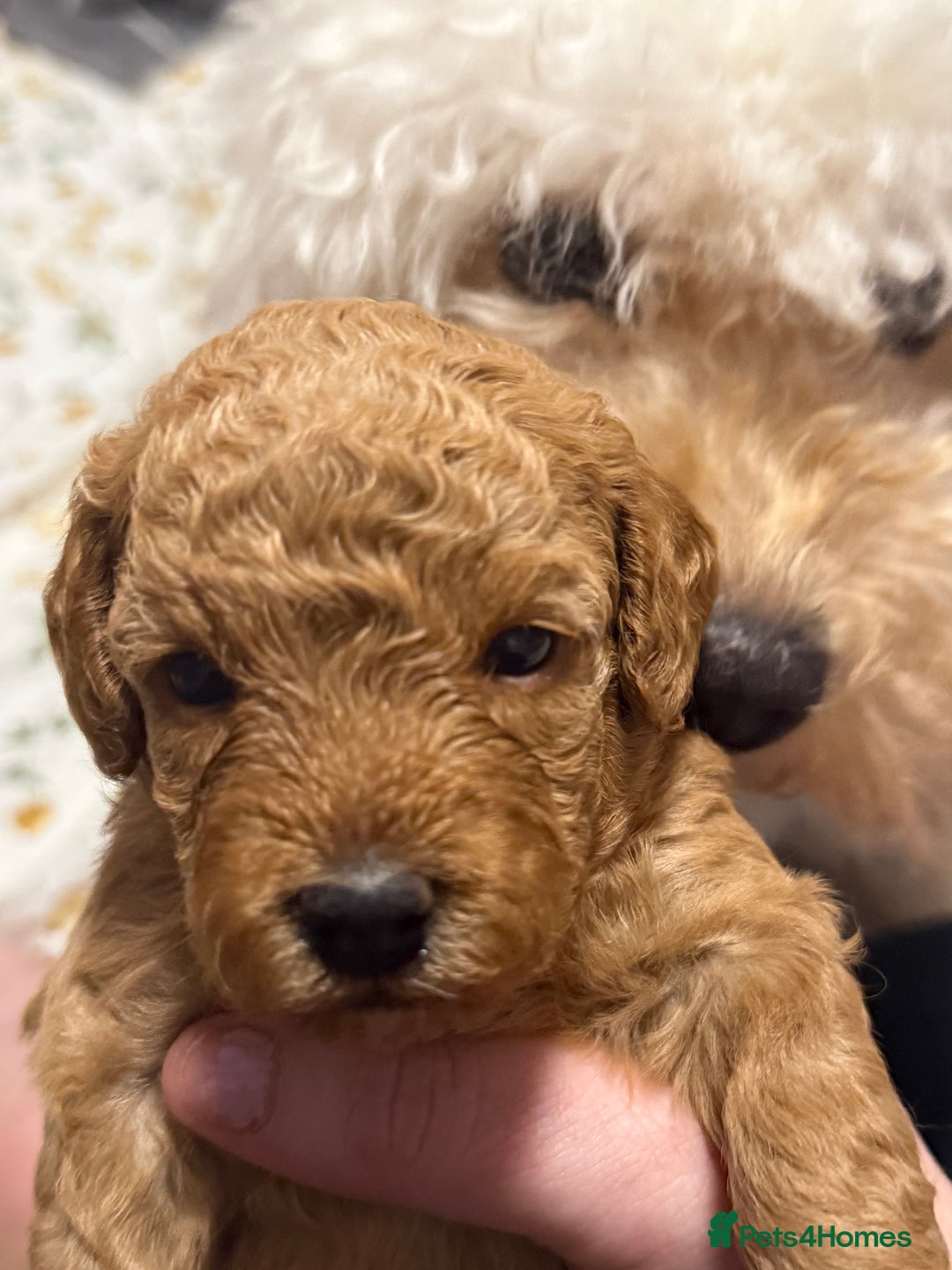 Cavapoo dogs for sale: 4 Beautiful f1b Cavapoo Puppies  - Advert 14