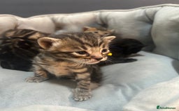 Bengal cats for sale: 5 bengal x tiger cubs for sale ragdoll x stunning - Image 15
