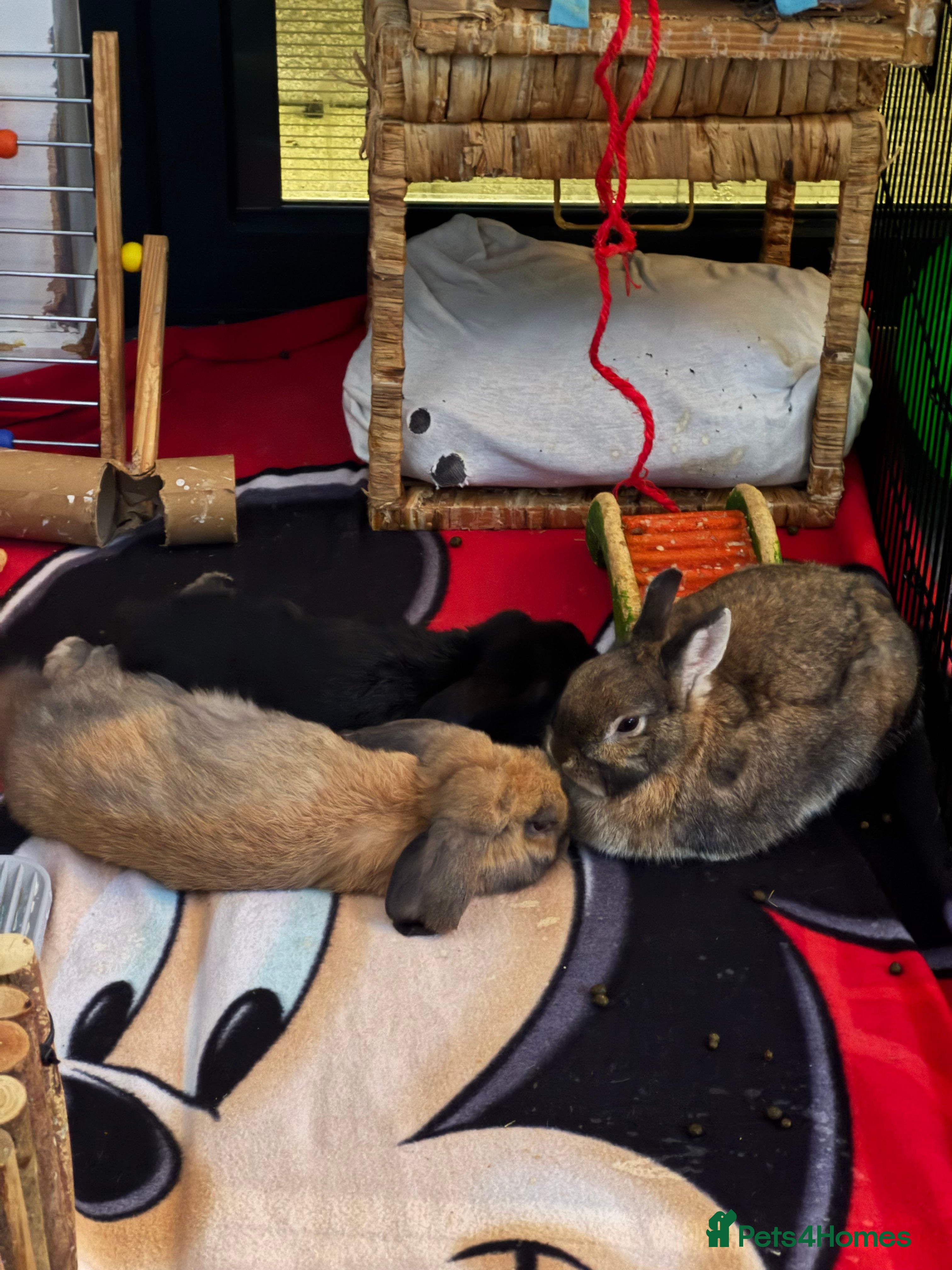 Mini Lop rabbits Mixed breed female and mini lip male - Advert 1