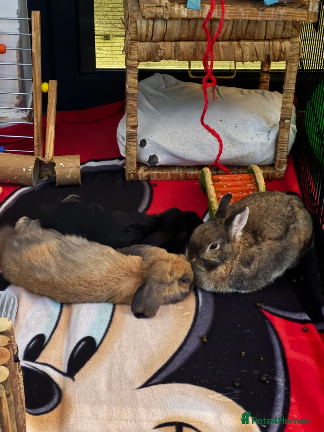 Mini Lop rabbits for sale: Mixed breed female and mini lip male - Advert 1