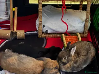 Mini Lop rabbits Mixed breed female and mini lip male - Advert 1