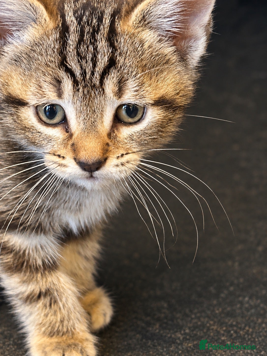 Mixed Breed cats 🐾 Beautiful Tabby x British Shorthair Kittens 🐾 - Advert 1