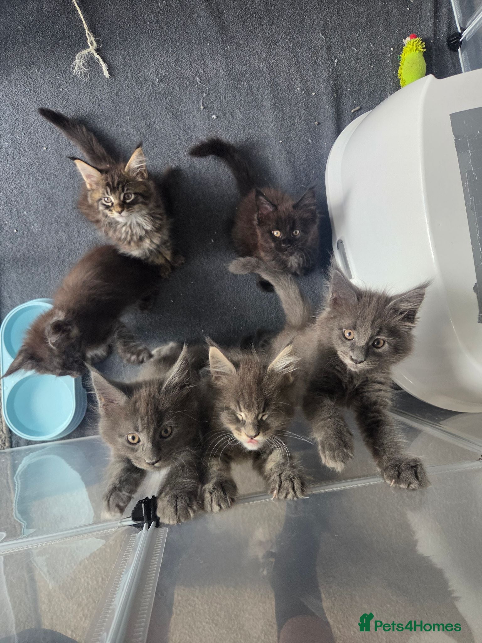Maine Coon cats UNIQUE ACTIVE MAINCOON BABBIES😍 - Advert 9