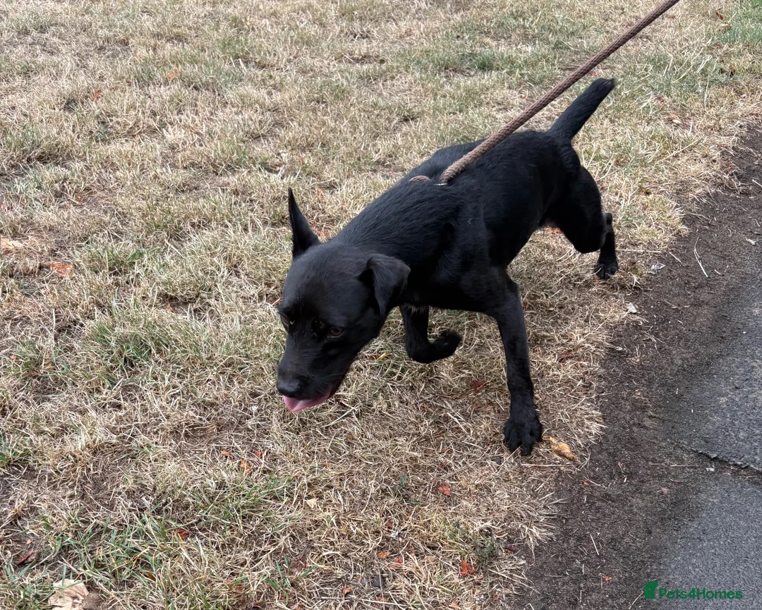 Patterdale Terrier dogs for stud: Working dog for free stud  in Chester-le-Street - Advert 5