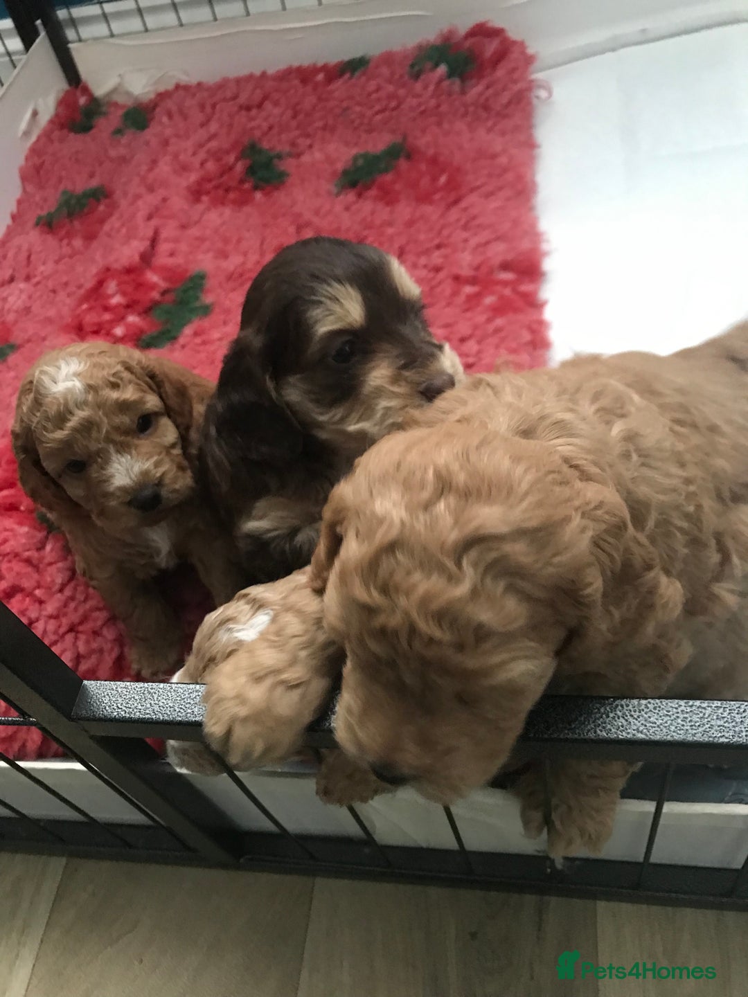 Cockapoo dogs for sale: 4 Beautiful female cockerpoos  - Image 4