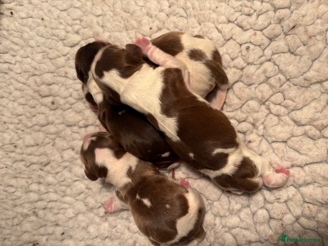 Cocker Spaniel dogs for sale: Exceptionally bred health tested KC Reg Cocker pup - Advert 4