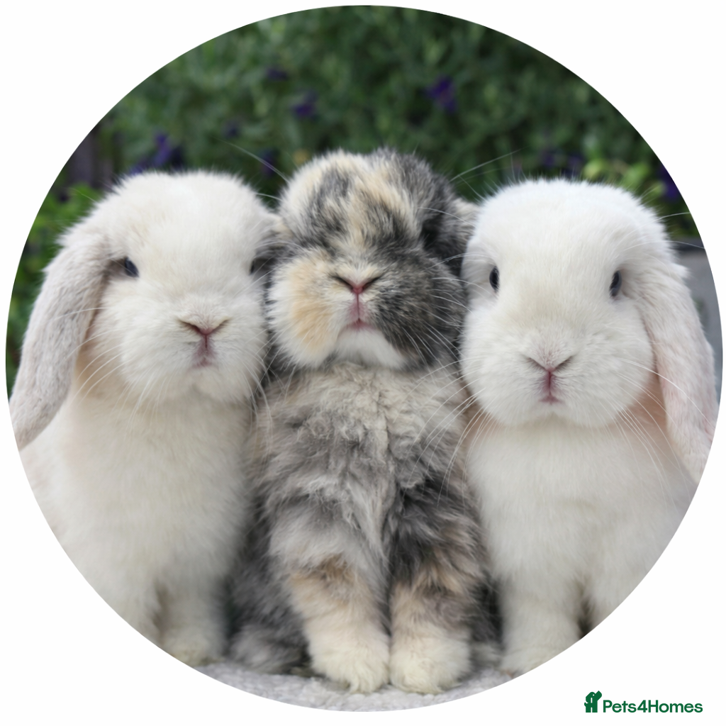 Mini Lop rabbits Babies in the nest  - Advert 6