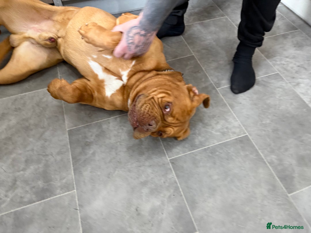 Dogue De Bordeaux dogs for sale: Dogue de Bourdaux  - Image 2