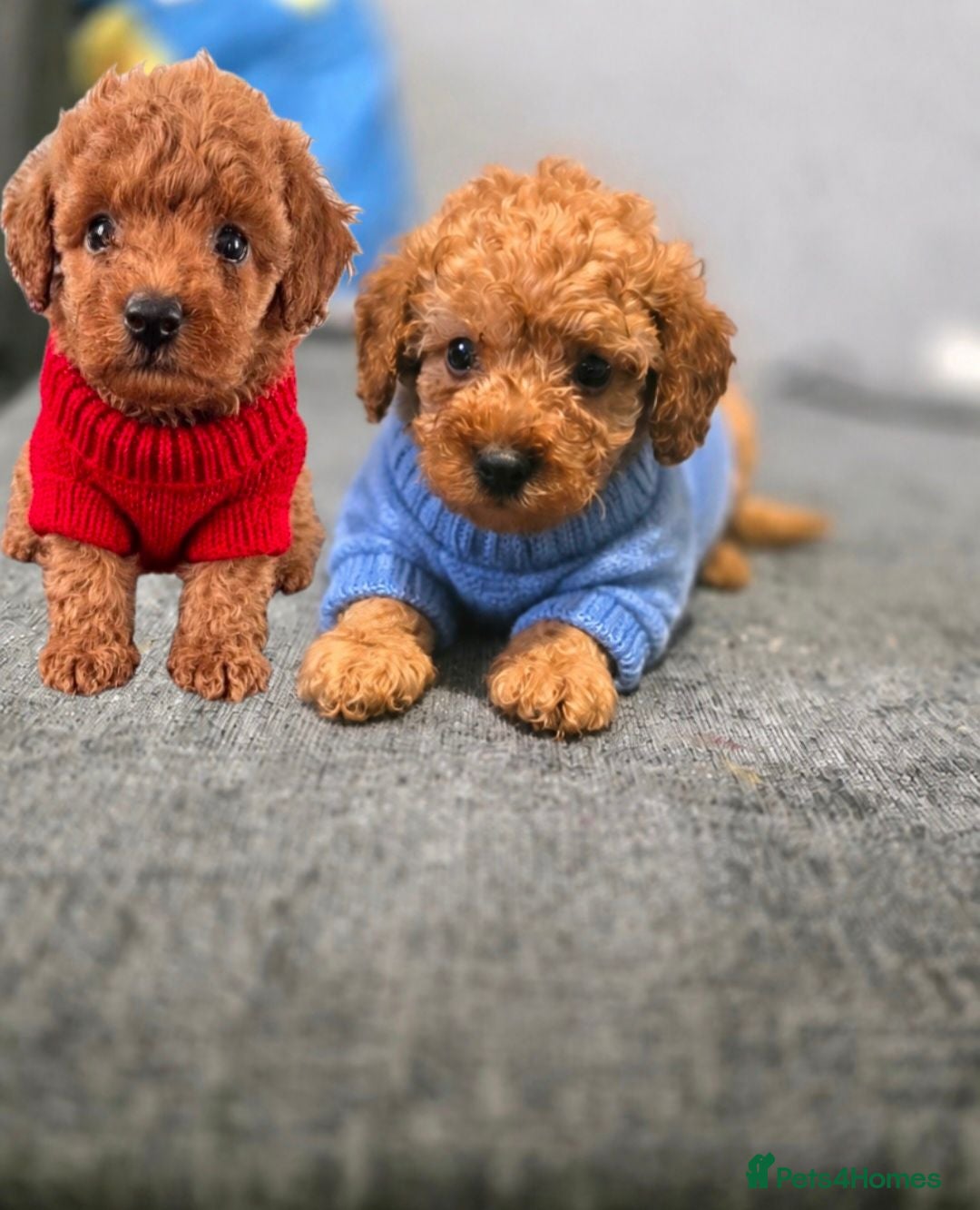 Toy Poodle dogs 2 boys left kc red poodles  - Advert 2