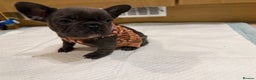 French Bulldog dogs for sale: French Bulldog Puppy (Female) - Advert 6