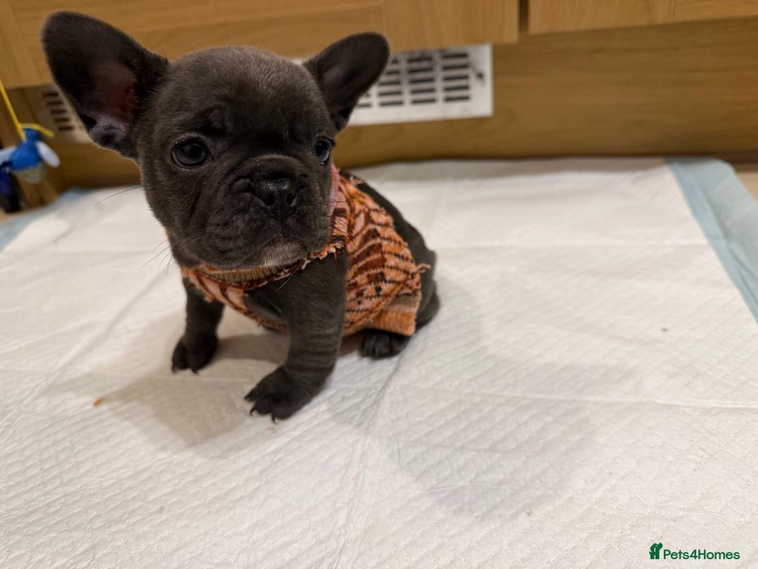French Bulldog dogs for sale: French Bulldog Puppy (Female) - Advert 6