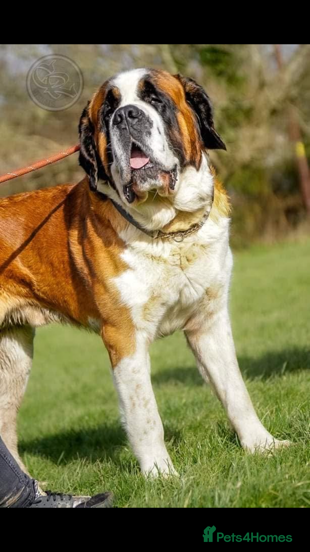 Saint Bernard dogs for sale: Saint pups from HIP & ELBOW tested parents  - Advert 8