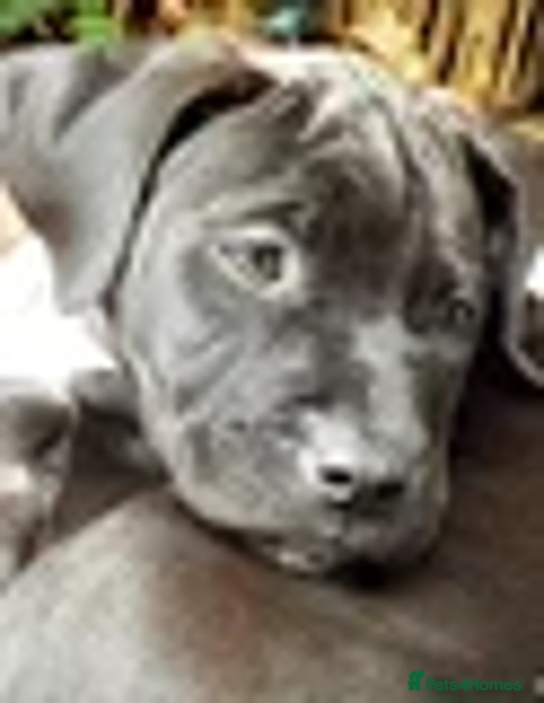 Mixed Breed dogs for sale: Styunning Cane Corso / Bullmasitff mix Puppies  - Advert 2