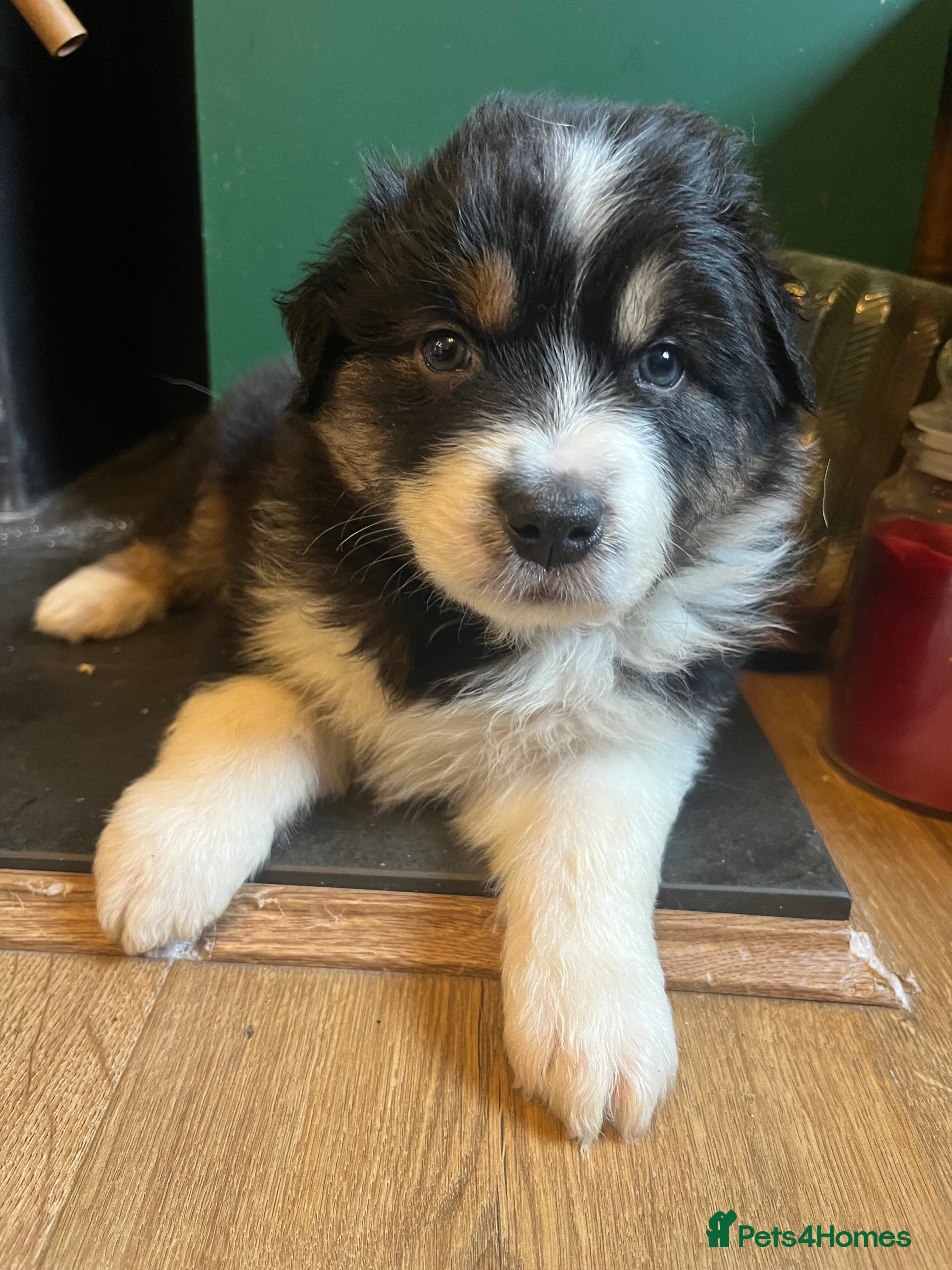 Australian Shepherd dogs Tri Australian Shepherd males Devon - Advert 3