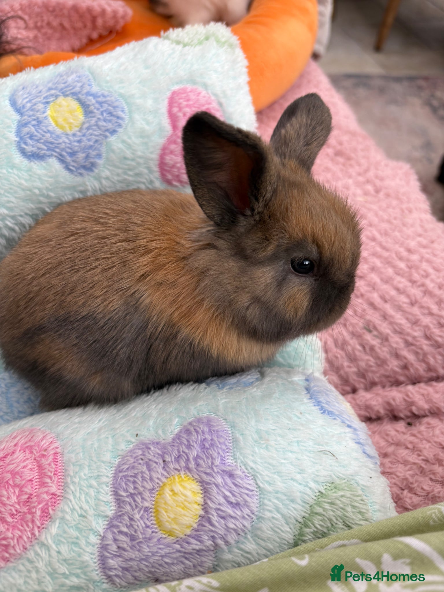 Mini Lop rabbits Mini lops-raised indoors-vaccinated  - Advert 2