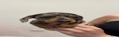 Miniature Dachshund 1
