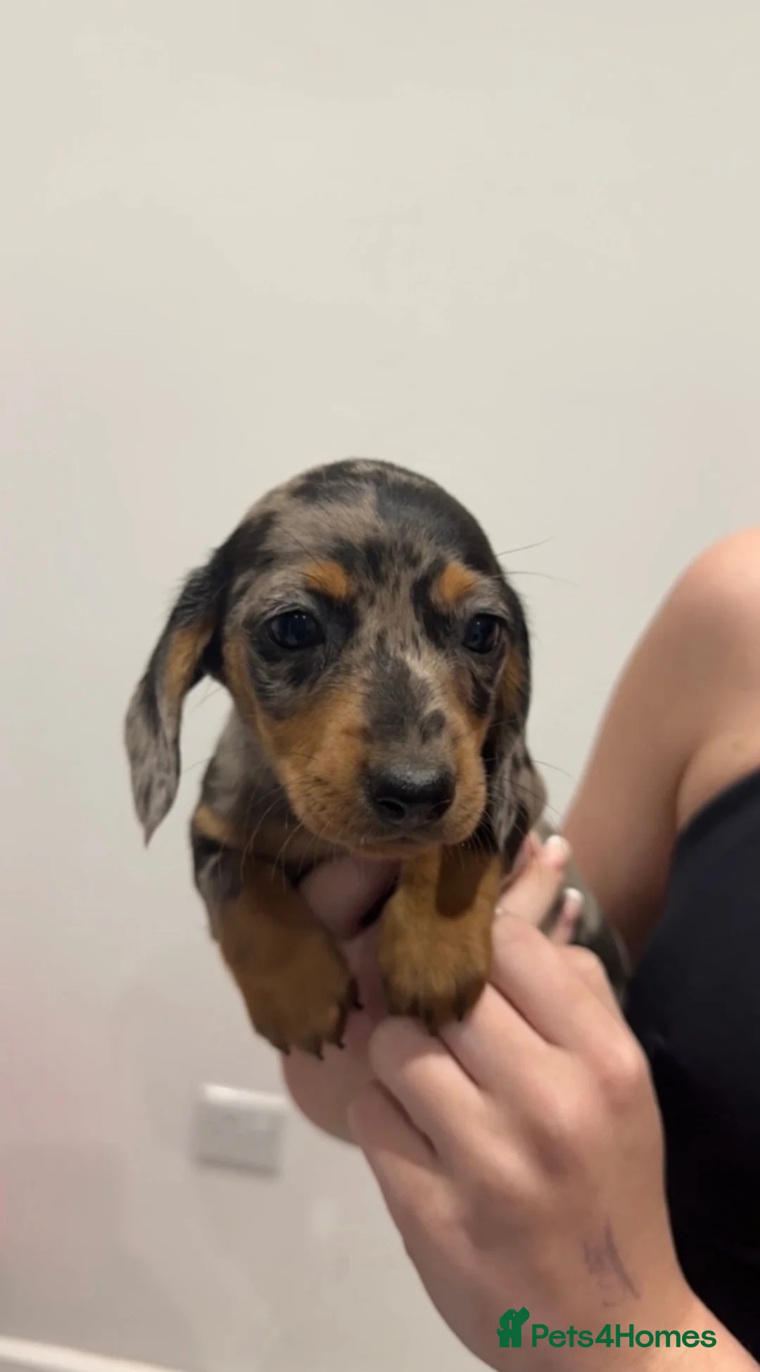 Miniature Dachshund dogs for sale: Miniature Dachshund puppies  - Advert 2