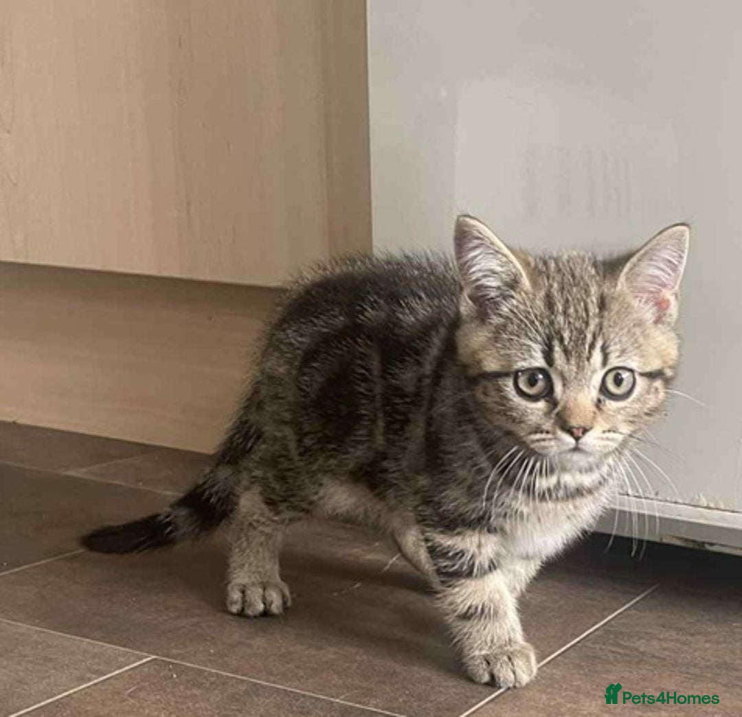 British Shorthair cats for sale: Silver spotted British Shorthair kittens  - Image 12