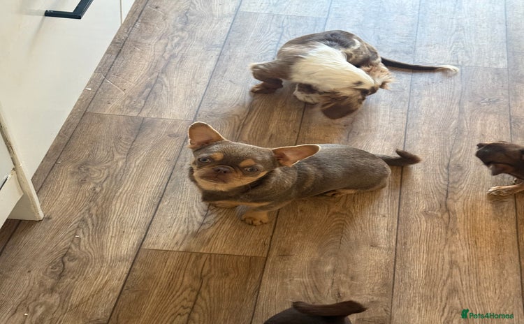 Chihuahua dogs - Advert 3